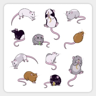 Rats, Rats, Rats Magnet